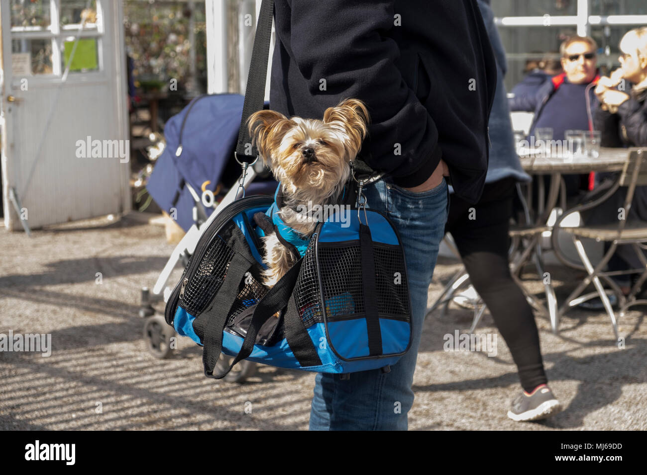 Un hombre con un poco de perro en una bolsa, Estocolmo, Suecia Fotografía  de stock - Alamy