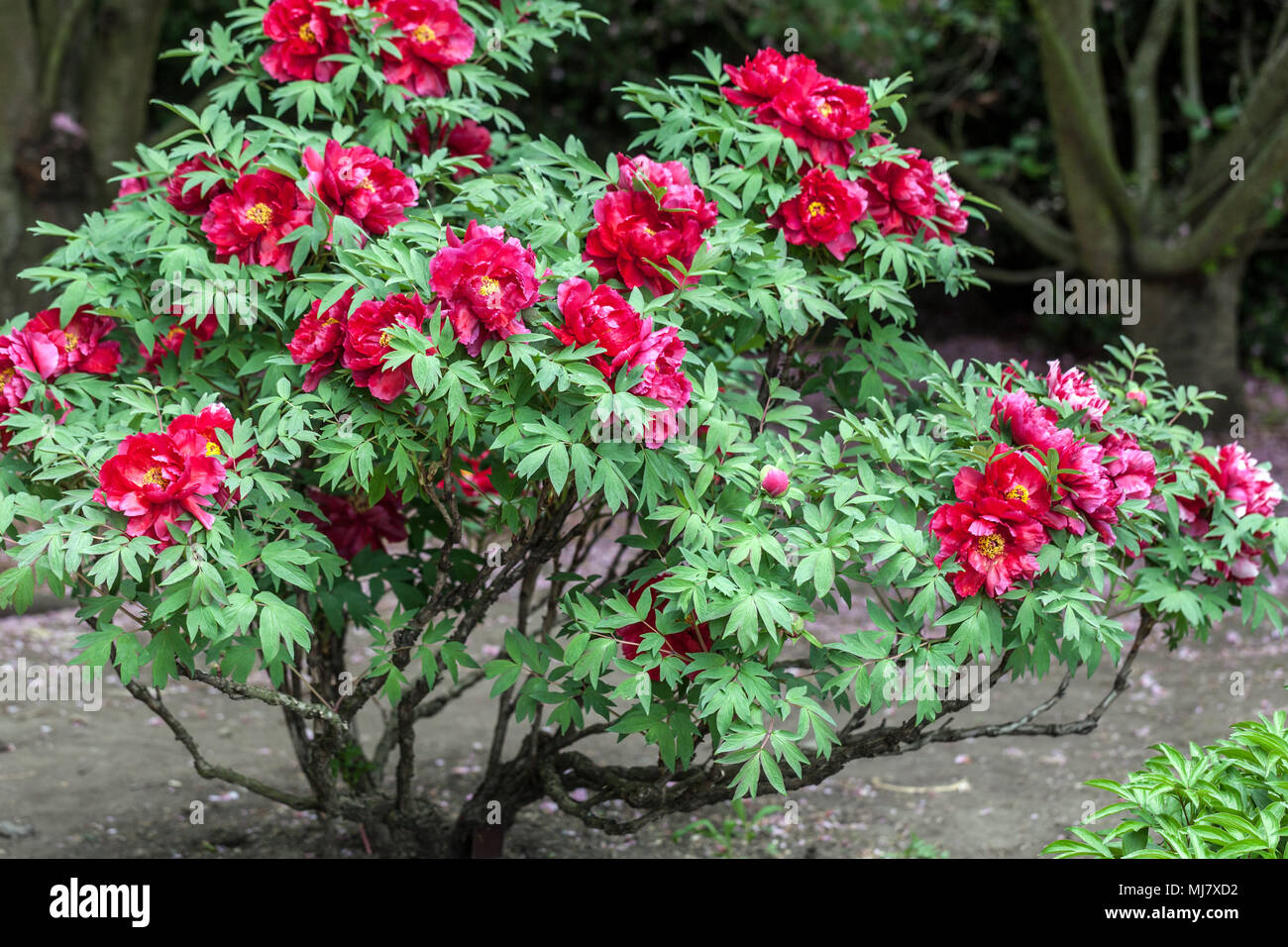 Paeonia suffruticosa - Japonés árbol peonía roja Peonías rojas Foto de stock