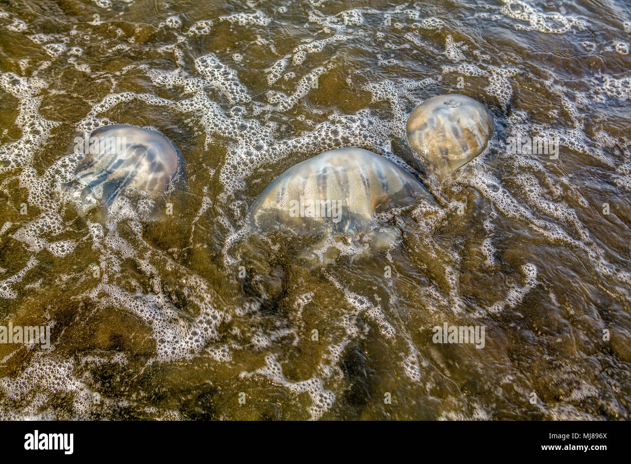 Tres medusa Luna (Aurelia aurita) arrastrados hasta Baybay Beach, Roxas City, en la isla de Panay, Filipinas. Foto de stock