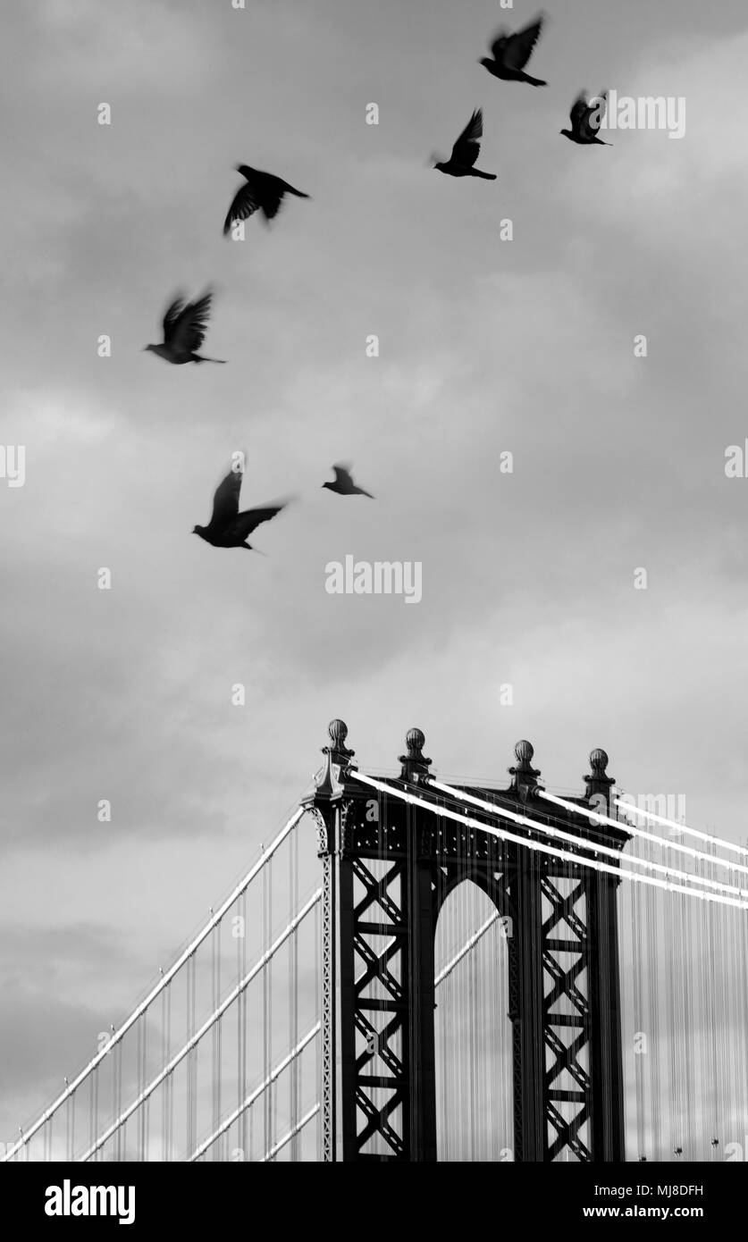 Pequeña bandada de pájaros volando por encima del puente de Manhattan, Nueva York, Estados Unidos. Foto de stock