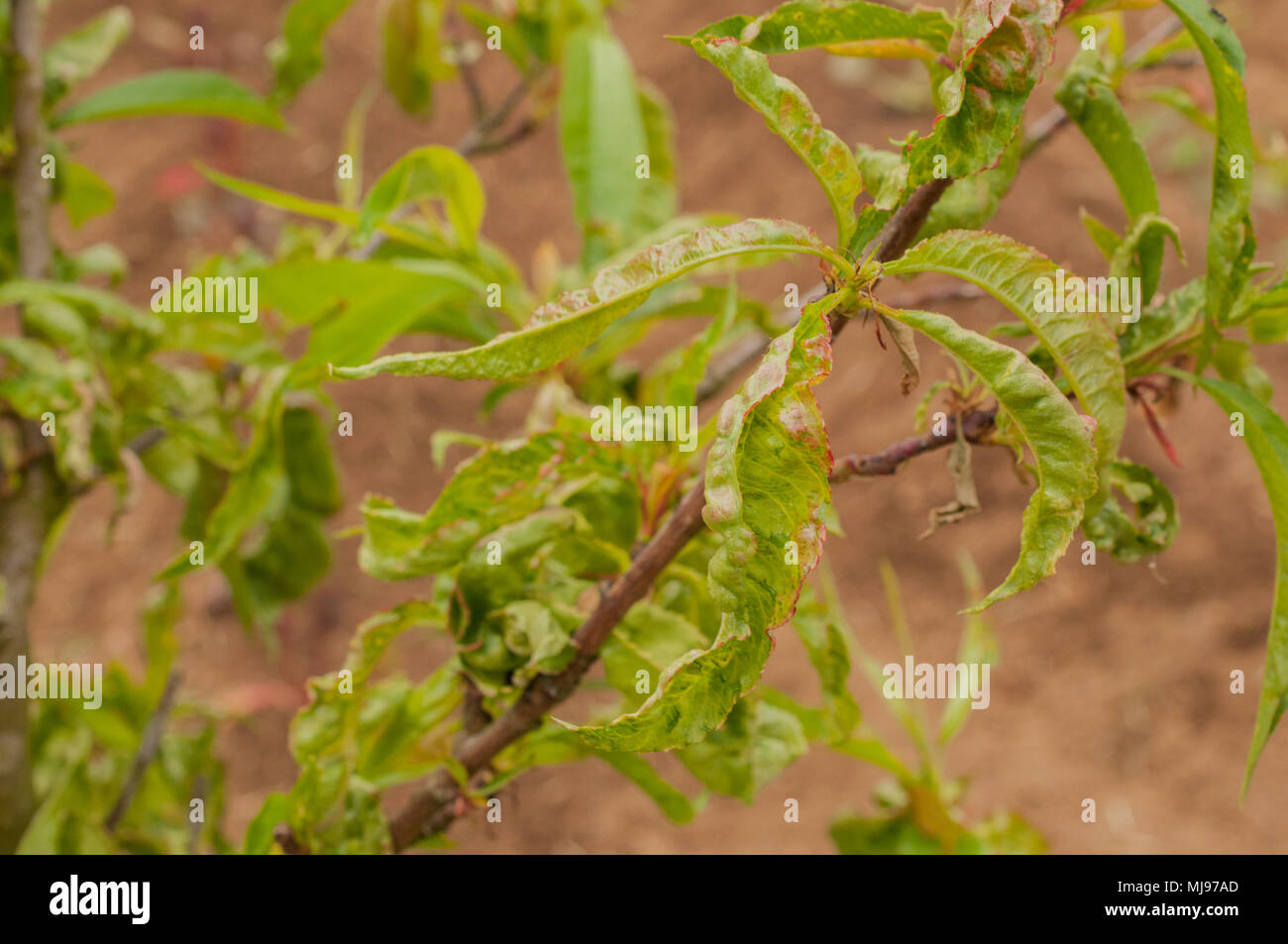 Un durazno con hojas enfermedad Fotografía de stock - Alamy