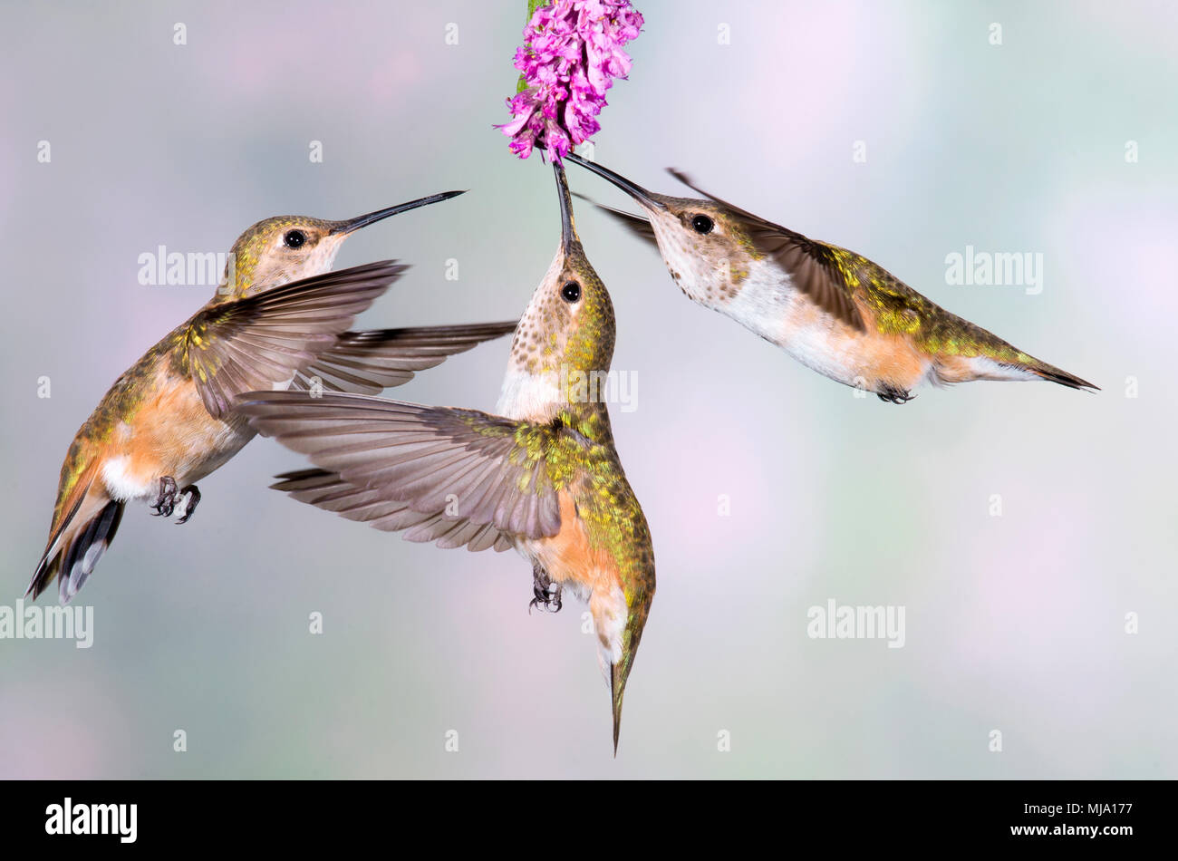 Los colibríes; Rufous Hummingbird, British Columbia, Canadá Foto de stock