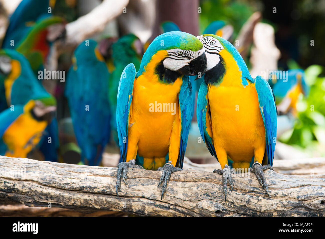 Un par de colores azul y amarillo guacamayos donde se posan en la rama de la madera en la selva. Lapa coloridos pájaros en el bosque. Foto de stock