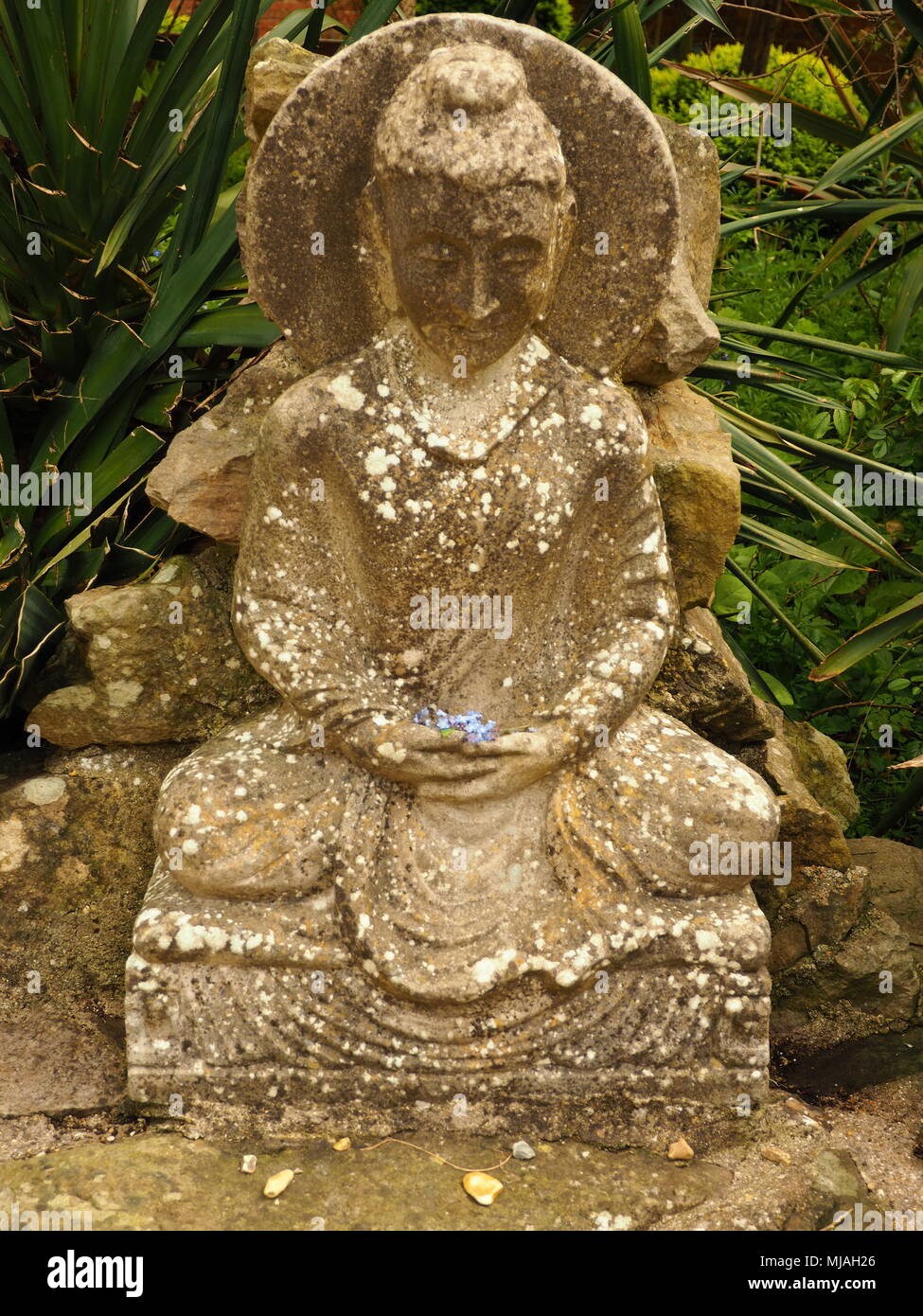 Estatua de Bodhisattva, manos ahuecada con flores azules. Foto de stock