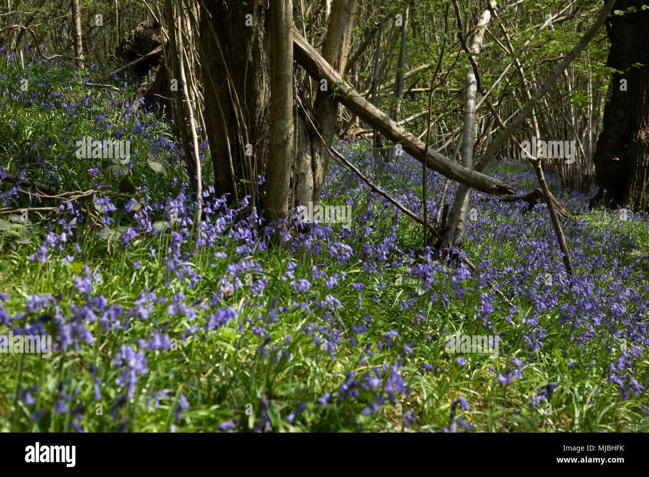 Las campánulas azules en la primavera del bosque cerca Underriver, Inglaterra, Reino Unido. Las campánulas azules o H. no scripta está especialmente relacionado con bosques milenarios, donde puede dominar el suelo de bosques para la producción de alfombras de flores de color azul-violeta en bluebell woods, pero también ocurre en los hábitats más abiertos en las regiones occidentales. Está protegido en virtud de la legislación del Reino Unido. Foto de stock