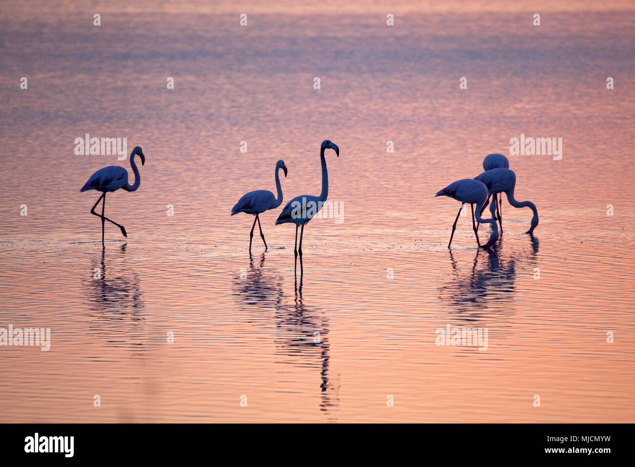 Italia, Cerdeña, costa oeste, Oristano, península de Sinis, Porto Mandriola, Capo Mannu, Stagno Venta Porcus, Flamingo, mañana el estado de ánimo, Foto de stock