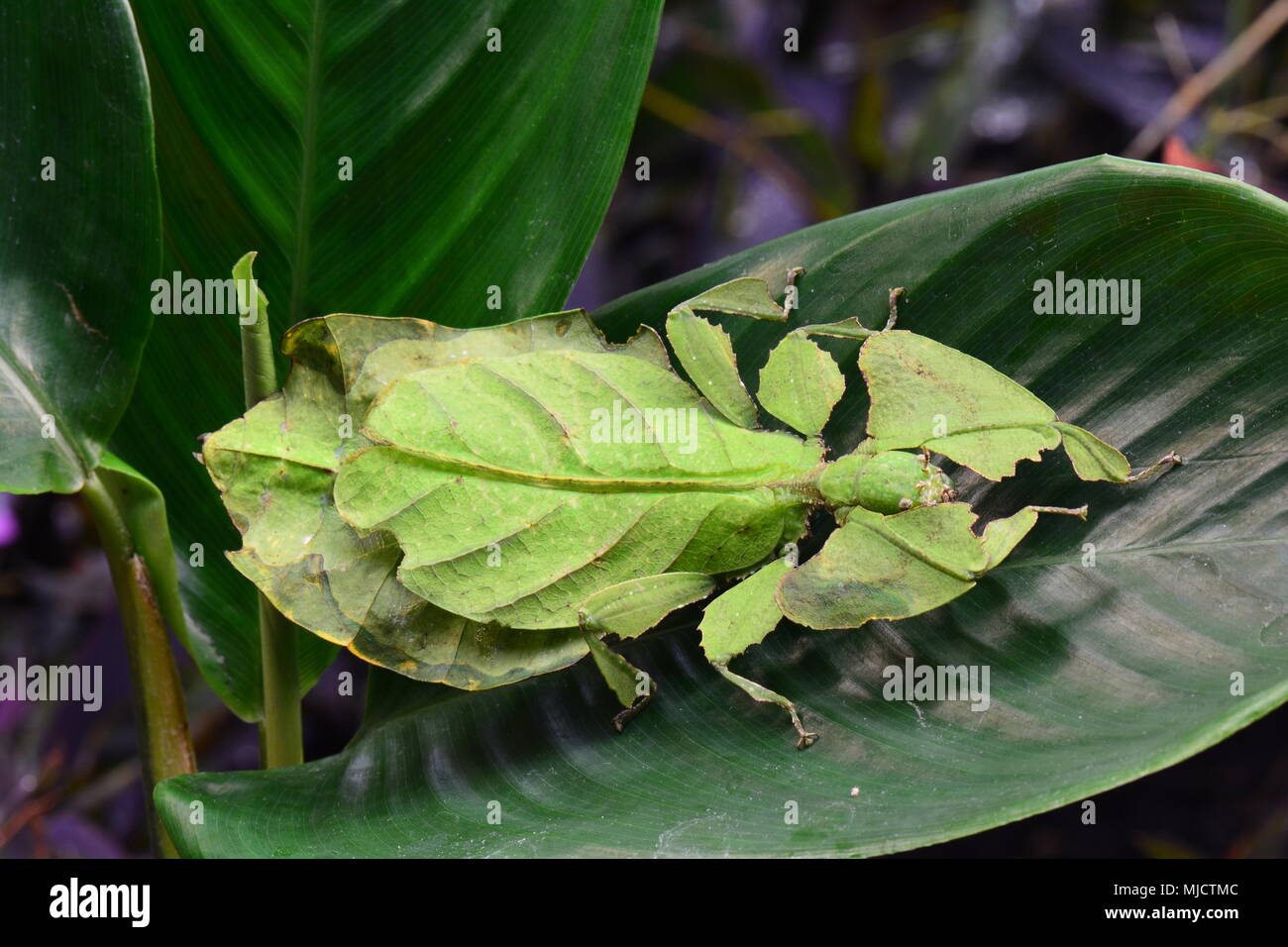 Hoja gigante insecto descansa sobre una hoja vegetal en los jardines