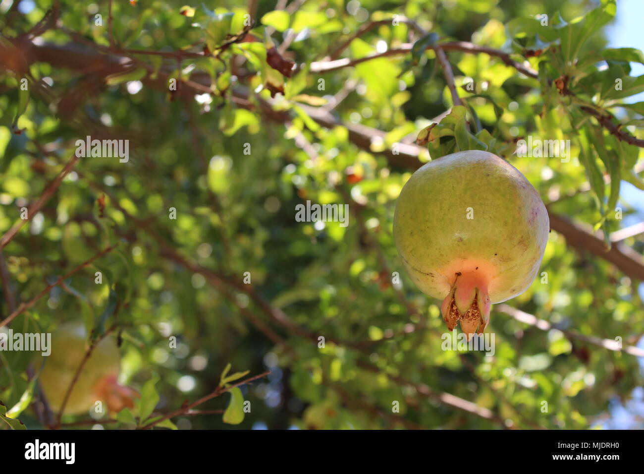 Las granadas en el árbol. Punica granatum Foto de stock