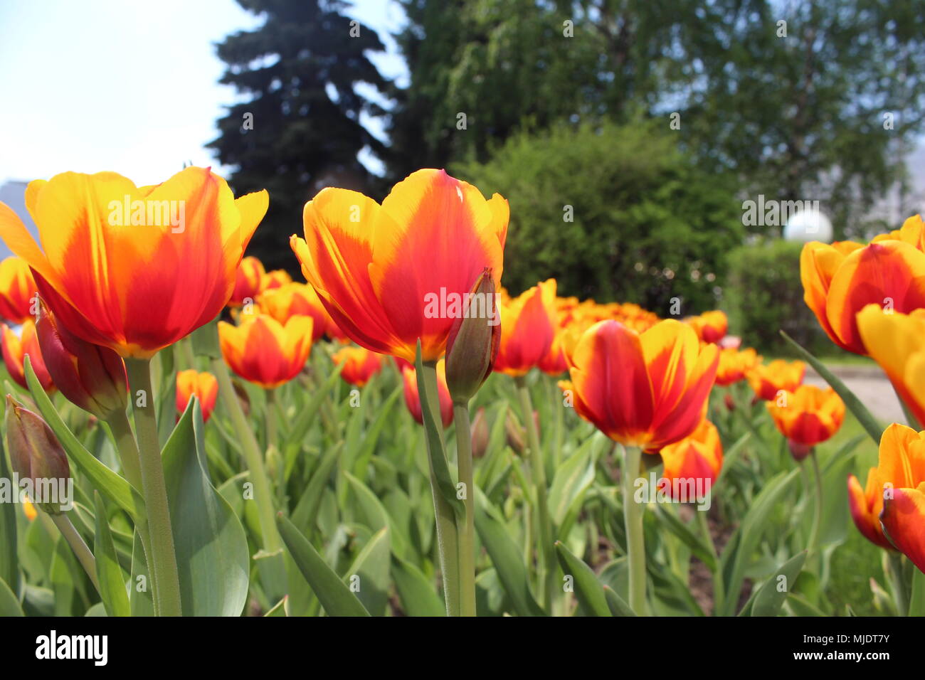 Tulipanes rojos y amarillos que florece en Moscú, Rusia. Foto de stock