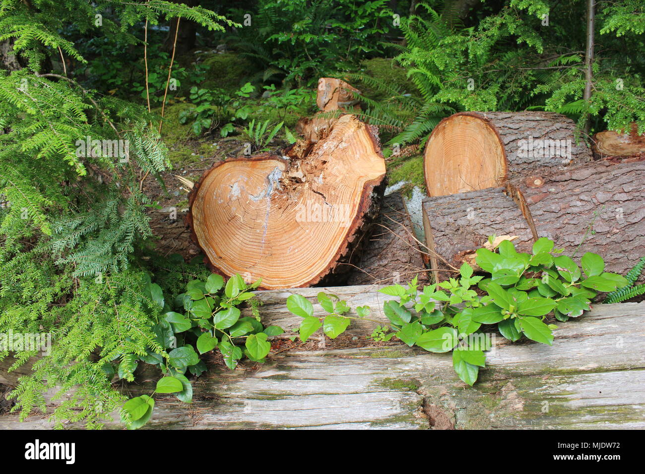 Tronco de árbol cortado para mostrar capas y su edad. Parque Capilano, Vancouver, BC, Canadá. Foto de stock