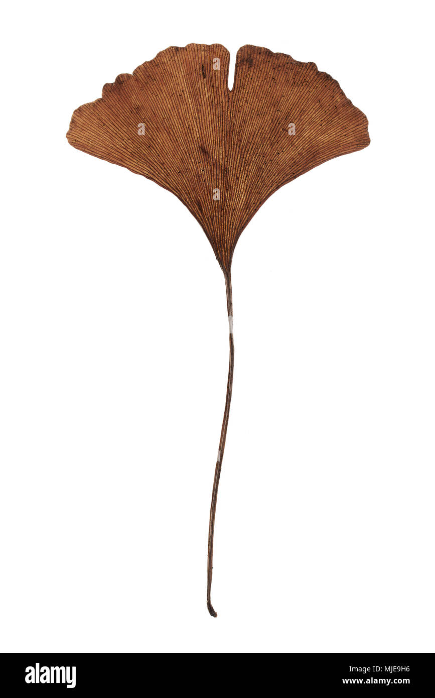 Detalle de una hoja de ginkgo en otoño, cortar delante de un fondo blanco Foto de stock