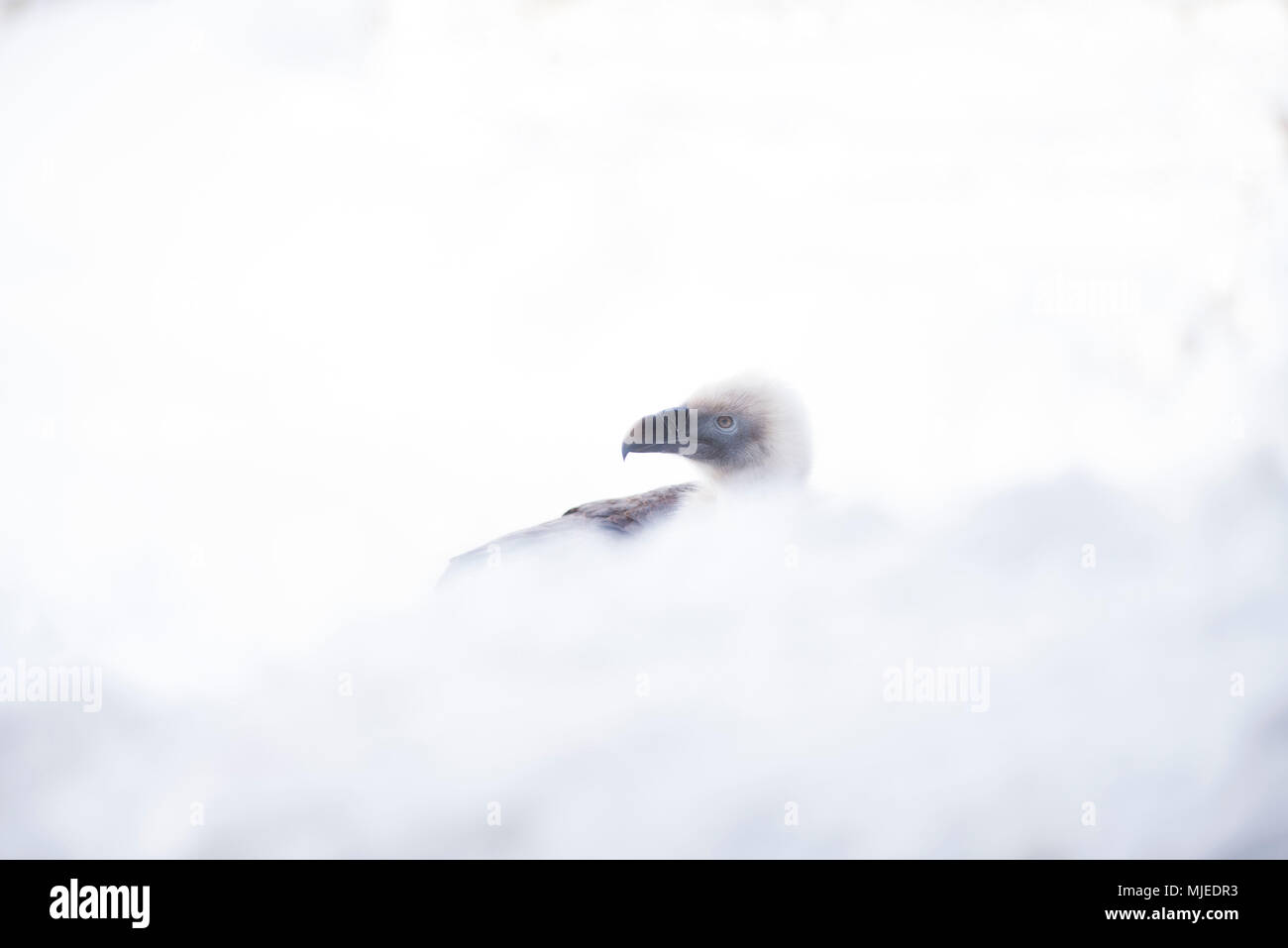 En la nieve de buitre leonado (Gyps fulvus), Pirineos Foto de stock