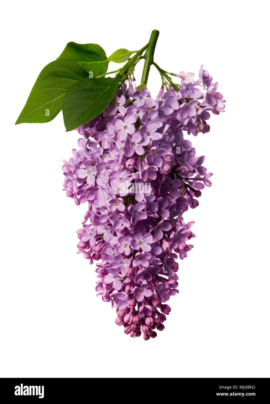 Syringa vulgaris, la lila. Violeta, lila sobre fondo blanco. Foto de stock