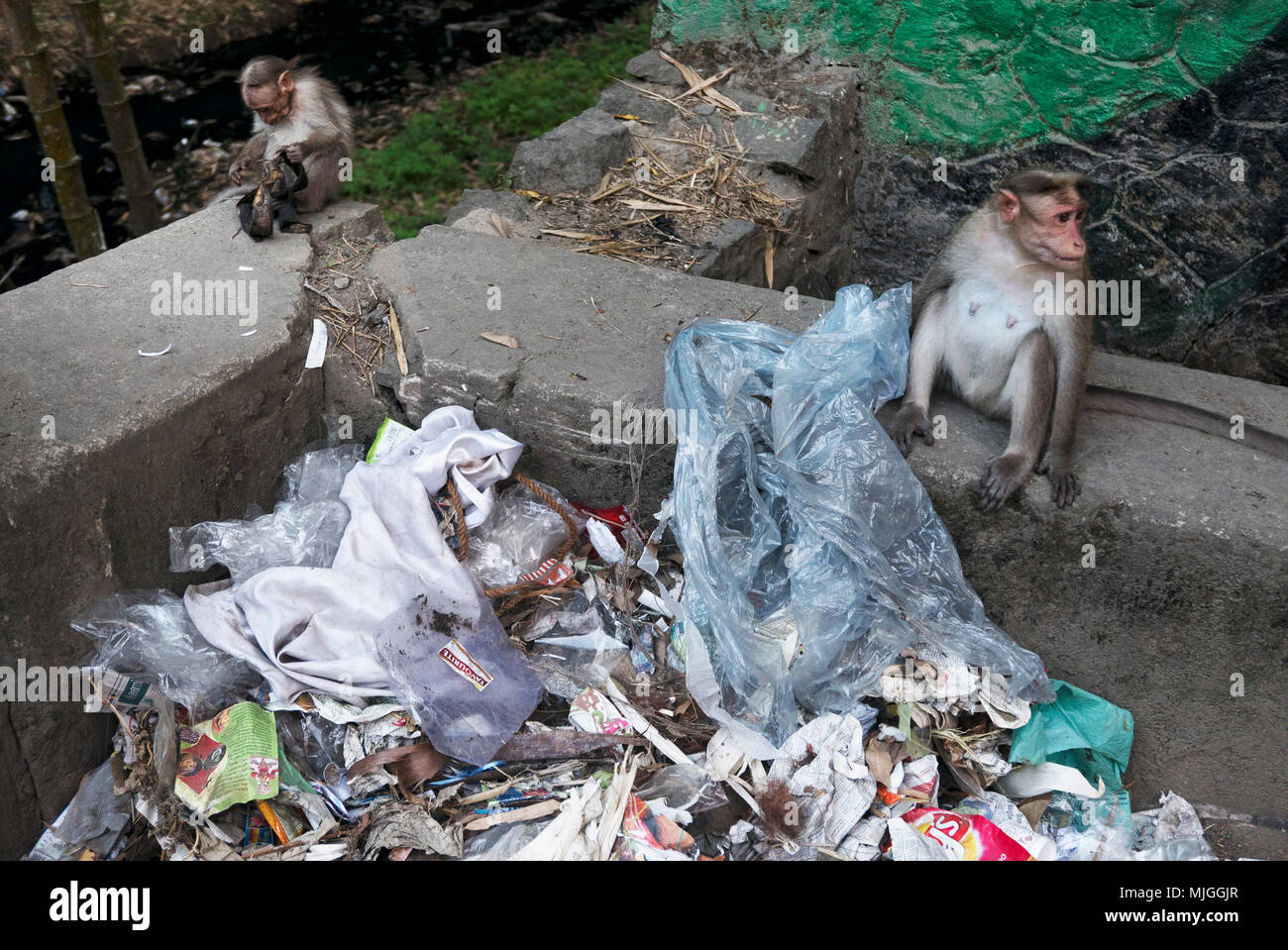 La mayoría properous estado de Kerala en la India, todavía tiene basura problema explotado por monos!!! Foto de stock