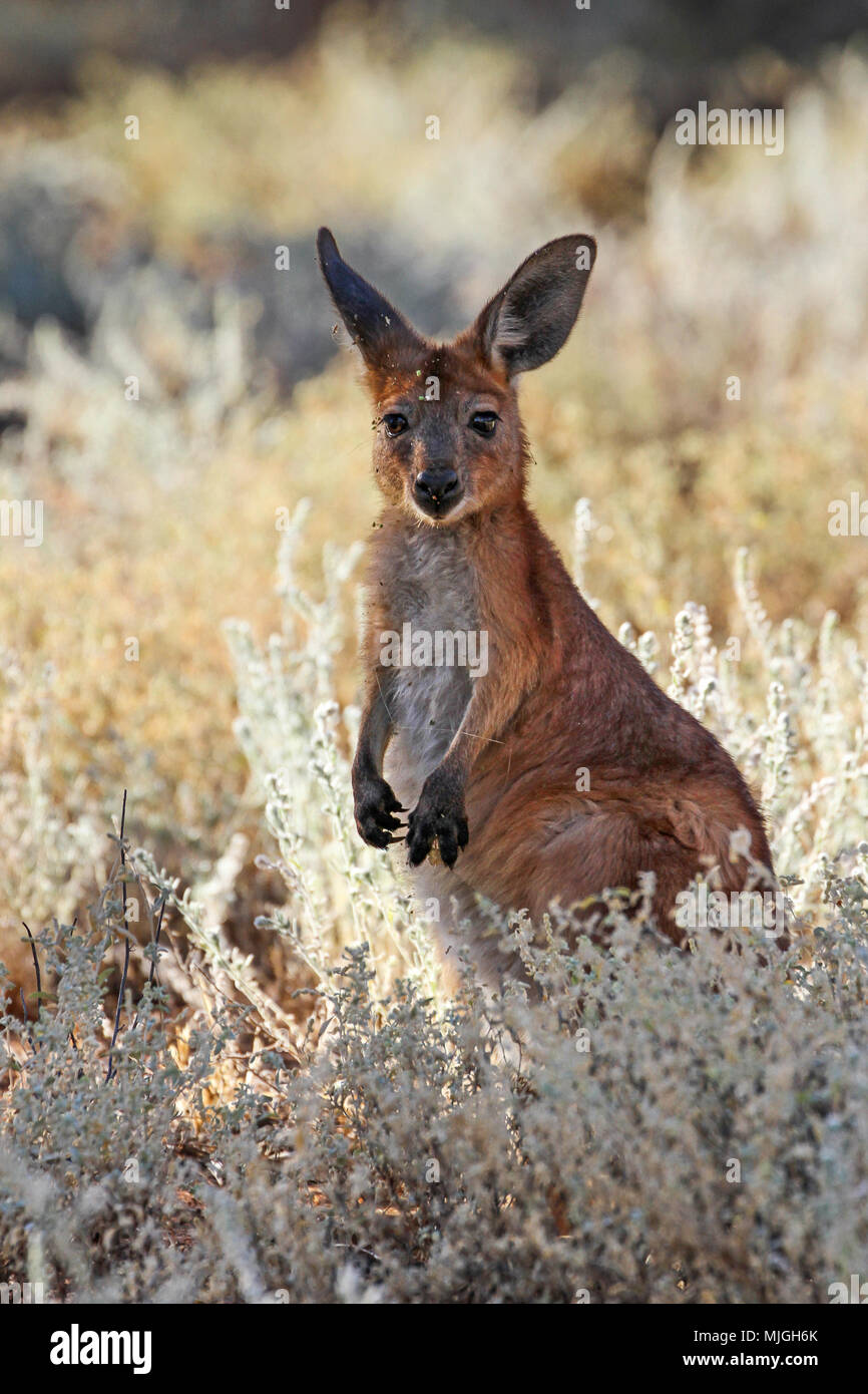 Foto retroiluminada de un joven canguros o joey en pastizales silvestres, Alice Springs, Australia Foto de stock