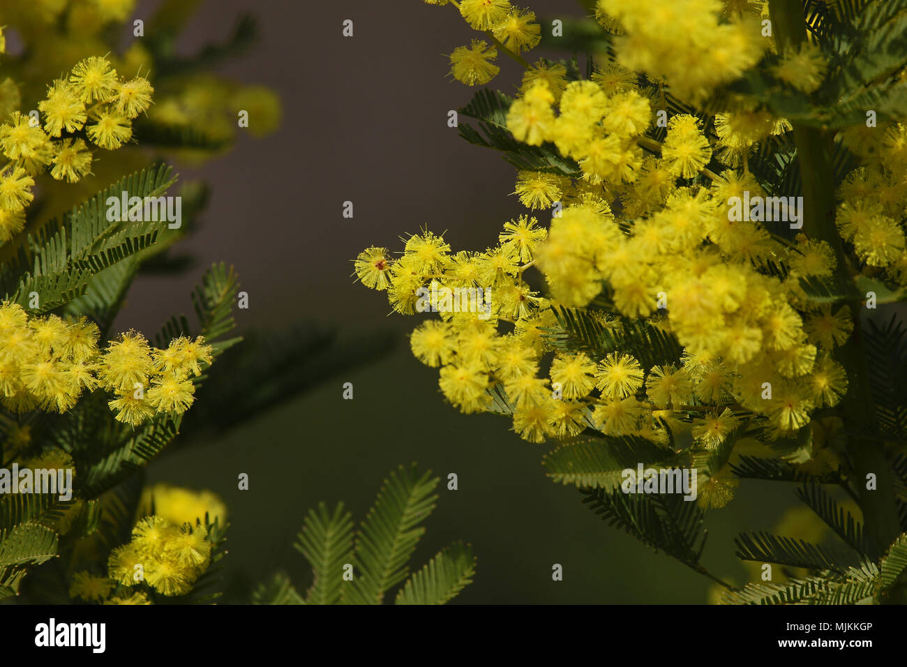 Flores de mimosa o Acacia dealbata en flor símbolo para el Día  Internacional de la mujer también llamado cierre de plantas sensibles,  plata o azul wattle, en Italia Fotografía de stock -