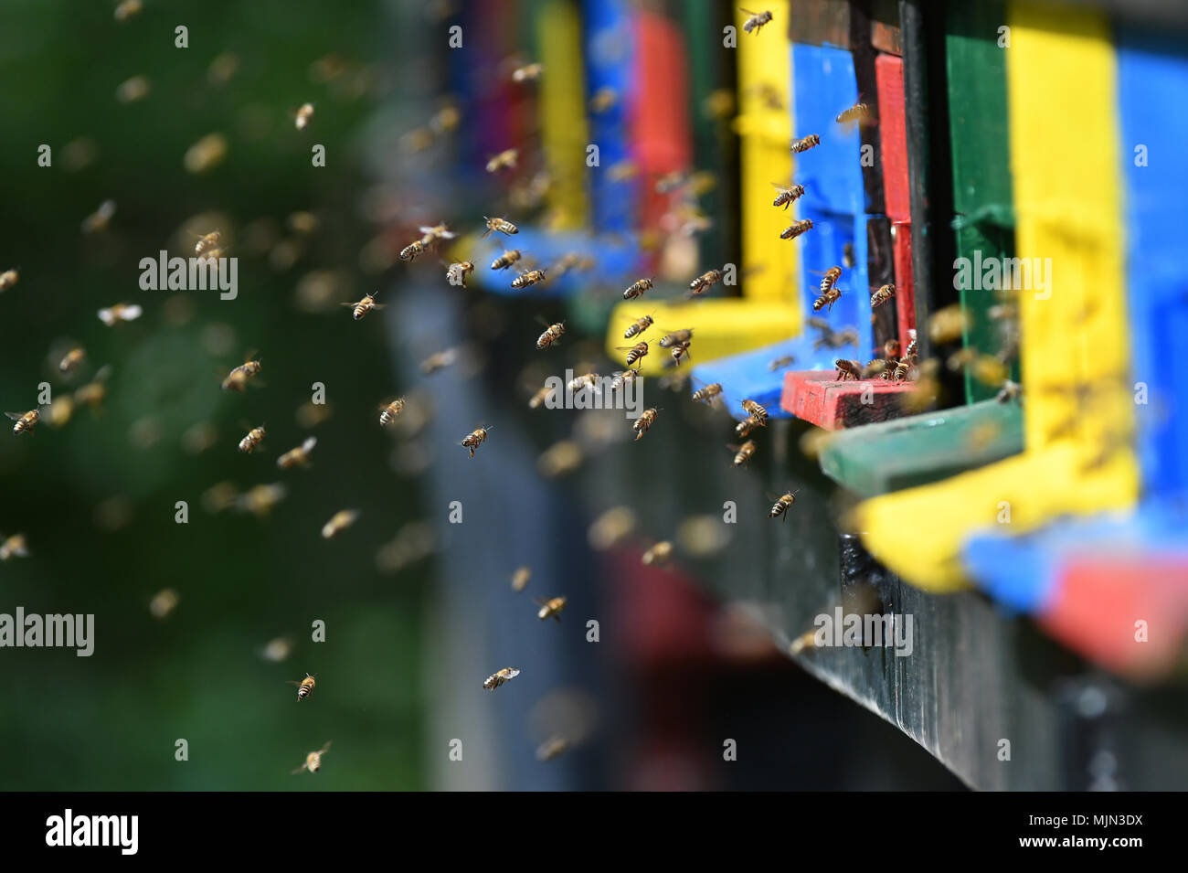 Enjambre de abejas volando alrededor de colmena durante la temporada de primavera Foto de stock