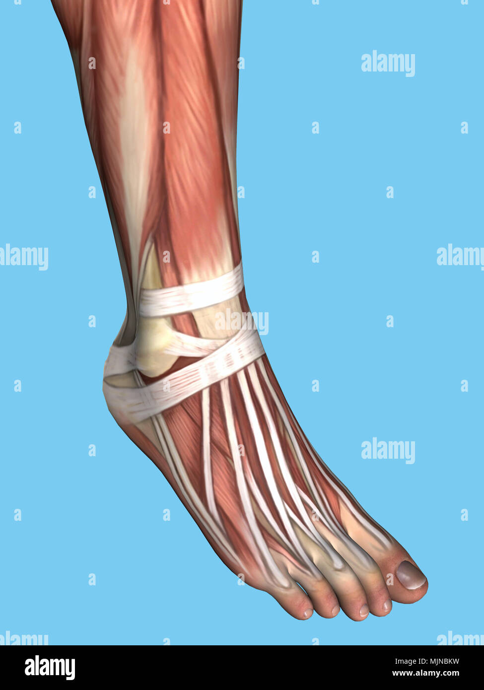 Anatomía del pie Foto de stock