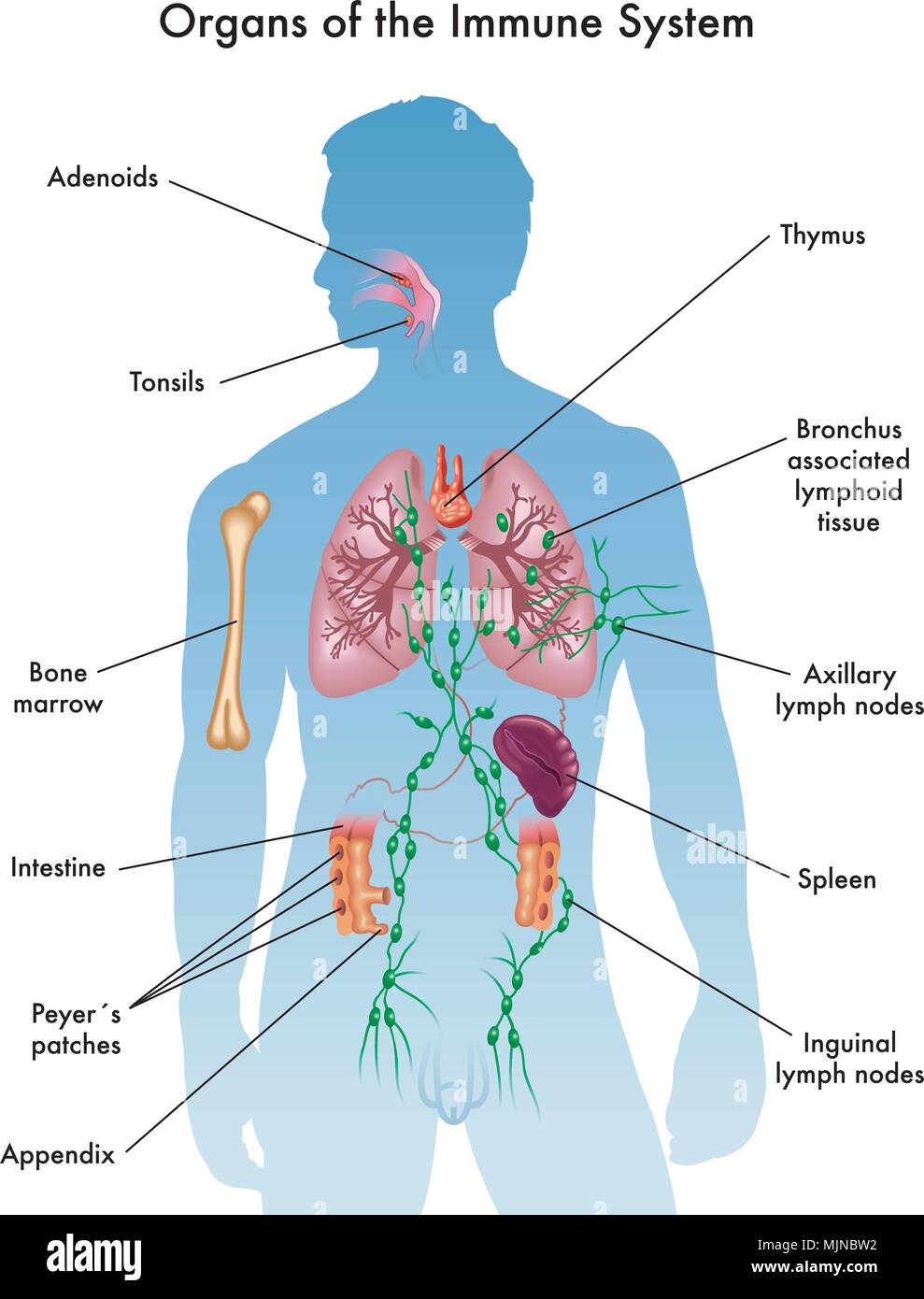 Vector ilustración médica de órganos del sistema inmunitario Ilustración del Vector