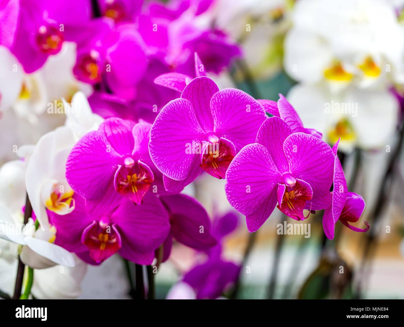 Luna orquídea phalaenopsis amabilis fotografías e imágenes de alta  resolución - Alamy