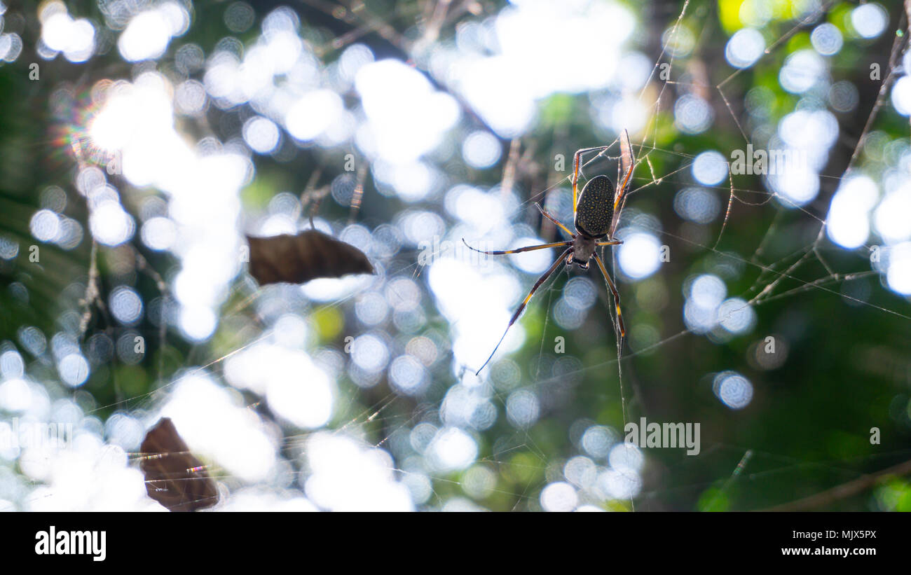 Araña caminando en su web en una selva brasileña Foto de stock