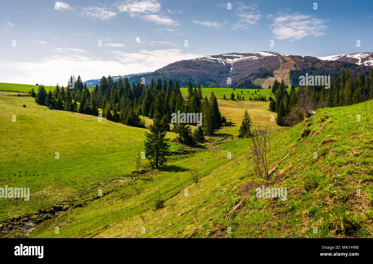 Verdes colinas a los pies de la cordillera. hermosa naturaleza paisaje de montaña Borzhava ridge. primavera paisaje con picos nevados en el farmacodinamicas Foto de stock