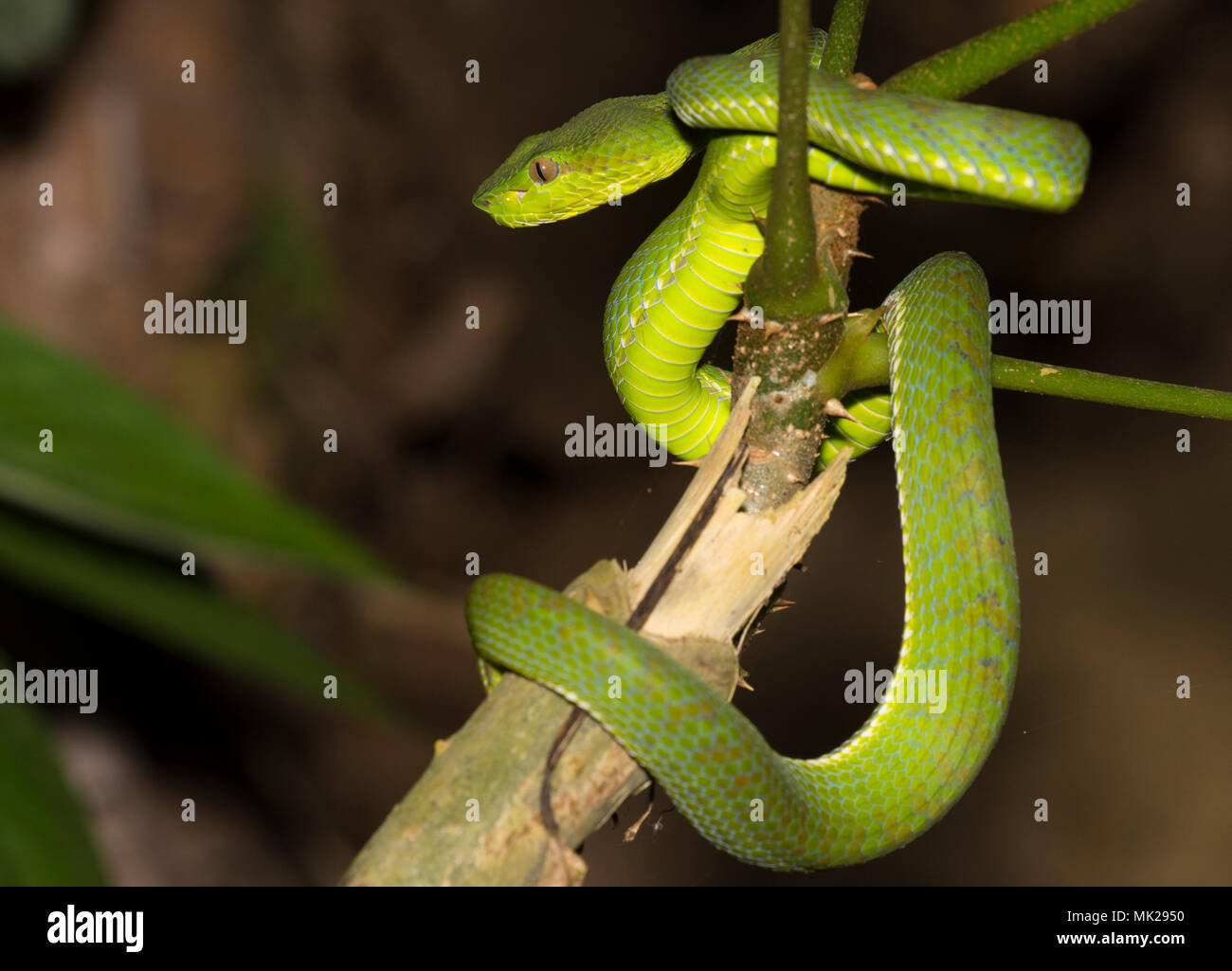 Hermosa hembra verde Phuket pit viper (Trimeresurus phuketensis) en un árbol de Phuket, Tailandia. Foto de stock