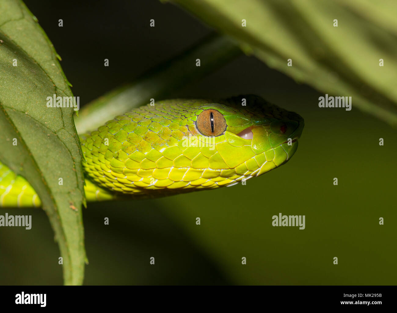 Hermosa hembra verde Phuket pit viper (Trimeresurus phuketensis) en un árbol de Phuket, Tailandia. Foto de stock