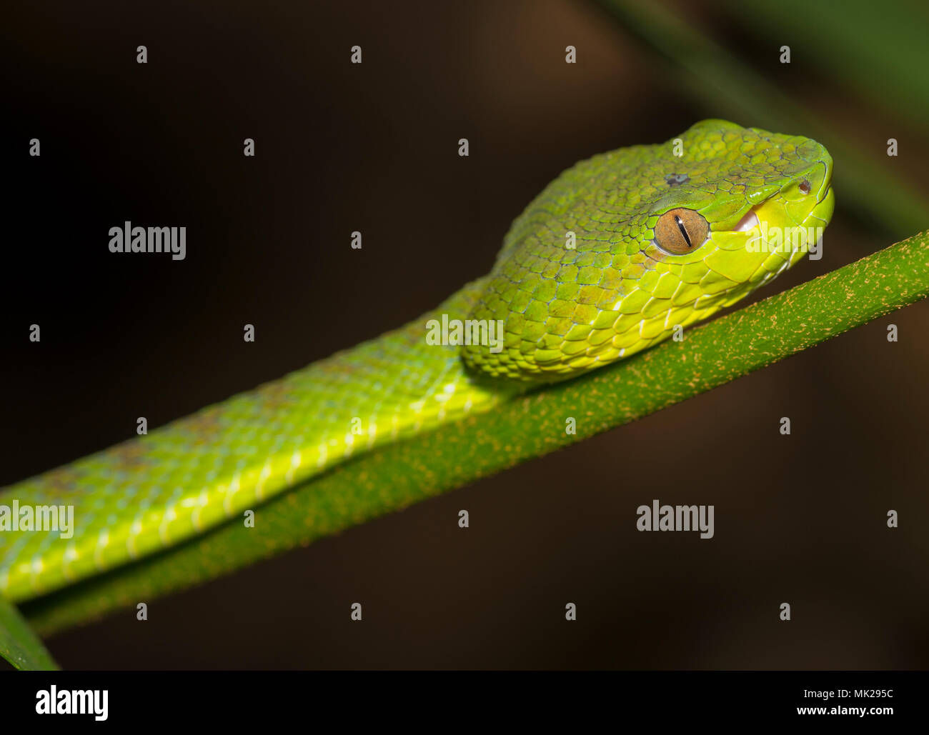 Hermosa hembra verde Phuket pit viper (Trimeresurus phuketensis) en un árbol de Phuket, Tailandia. Foto de stock