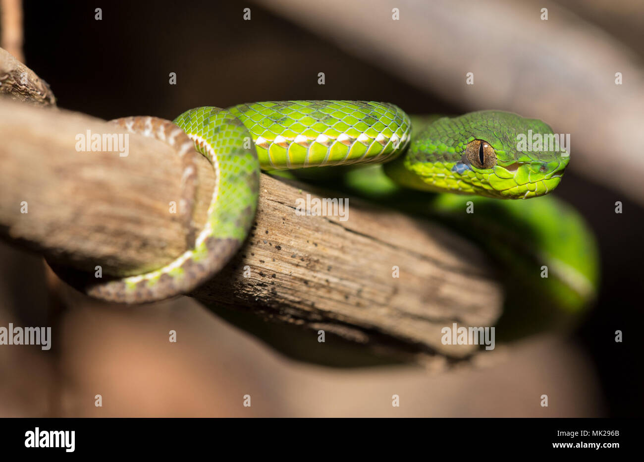 Preciosa hembra endémica Phuket pit viper Verde (Trimeresurus phuketensis) en un árbol de Phuket, Tailandia. Foto de stock