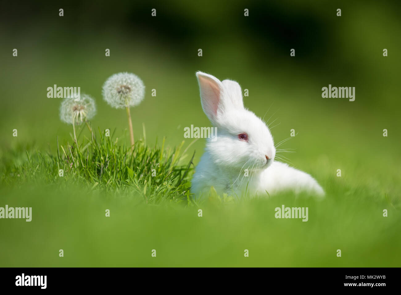Poco conejo blanco sobre la hierba verde en el día de verano Foto de stock