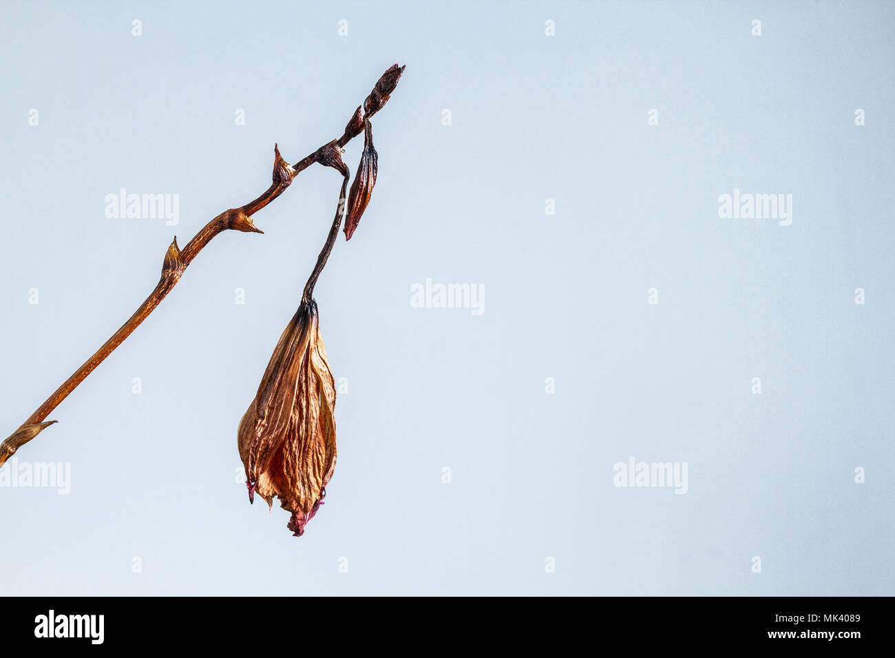 Morir de orquídeas de bambú (Arundina graminifolia). Foto de stock