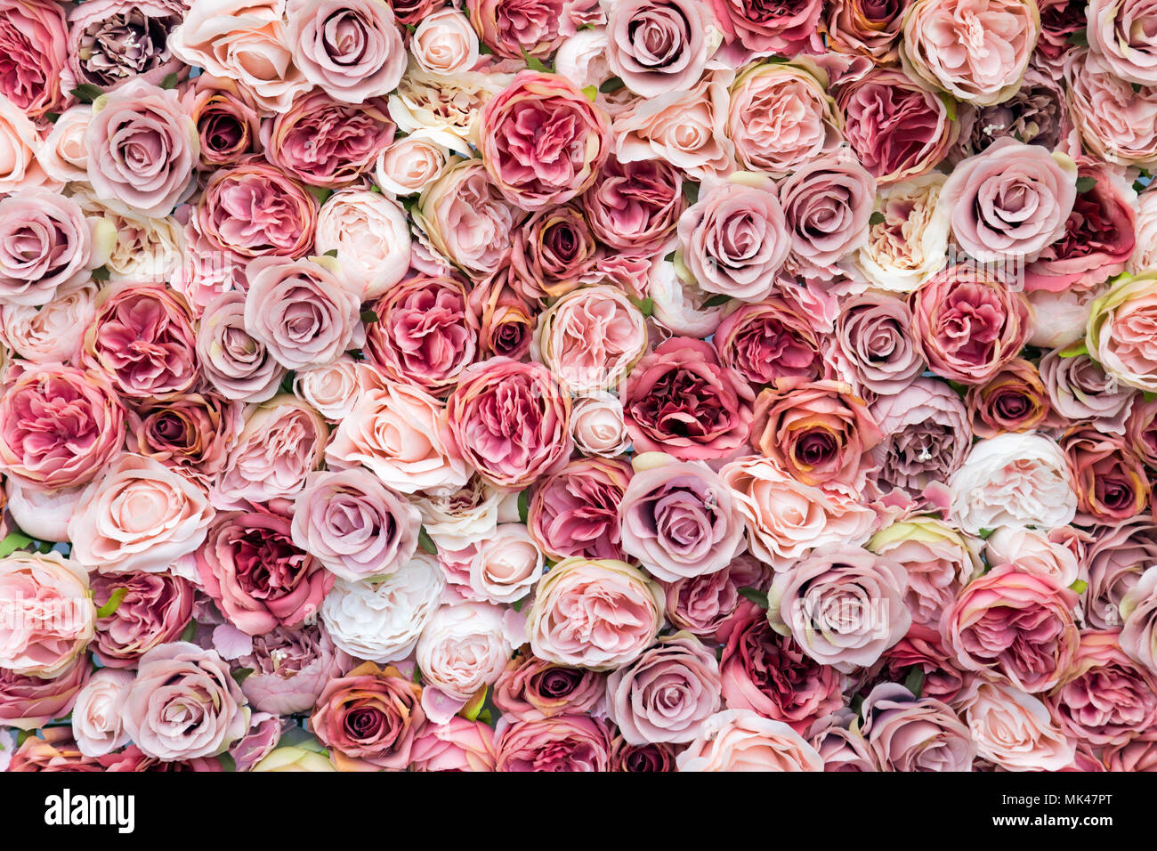 Muro de rosas en diferentes tonalidades de color rosa de fondo Foto de stock