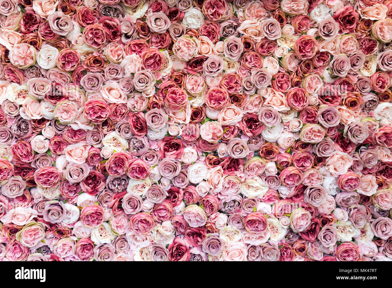 Muro de rosas en diferentes tonalidades de color rosa de fondo Foto de stock