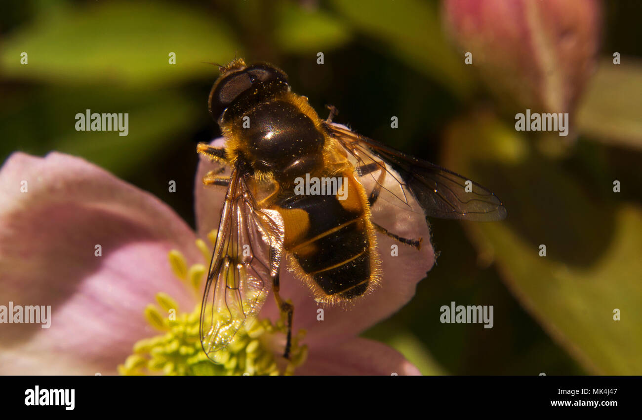 Primeros planos de la increíble vida y belleza de los insectos, tomadas en los bosques y jardines de Bovey Tracey. Devon (UK) Foto de stock