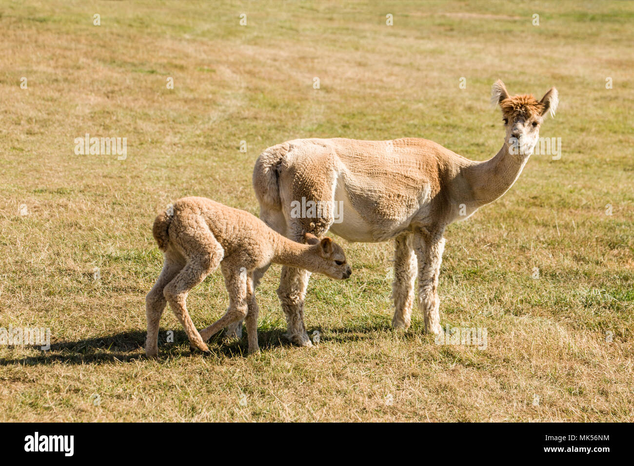 Las Islas San Juan, Washington, EE.UU. Recién cortado a la madre y al bebé de alpacas. Foto de stock
