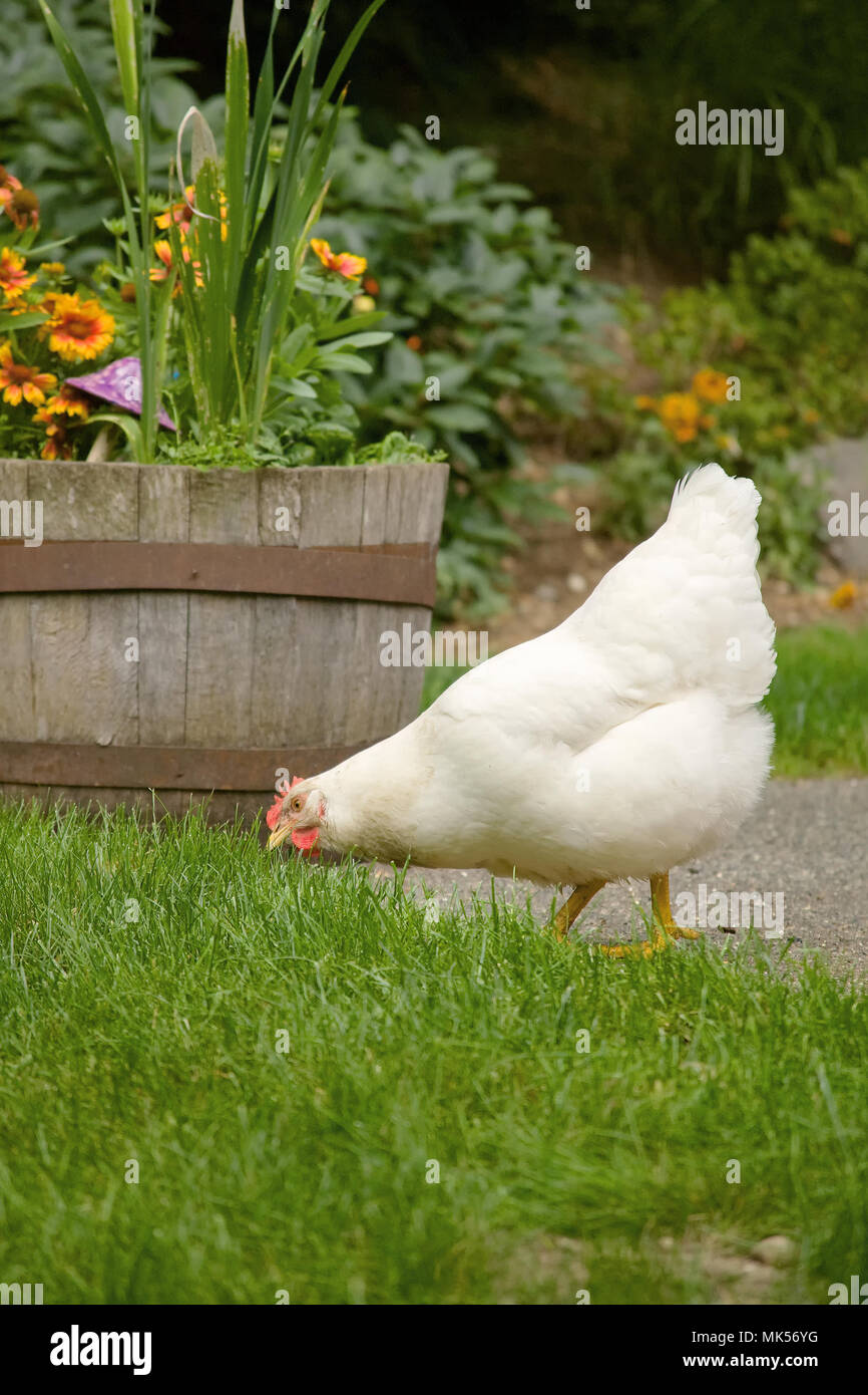 Issaquah, Washington, EE.UU. Alcance libre Plymouth Rock Blanca pollo "Zoe" con un lado de su cabeza inclinada hacia el suelo, cazando un césped. Foto de stock