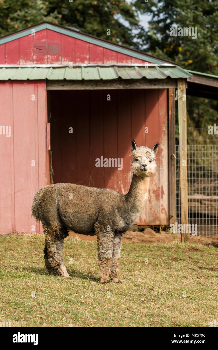 Hood River, Oregon, USA. En la cascada de alpaca alpacas y estribaciones de hilados de fibra y granja. (Para uso editorial solamente) Foto de stock