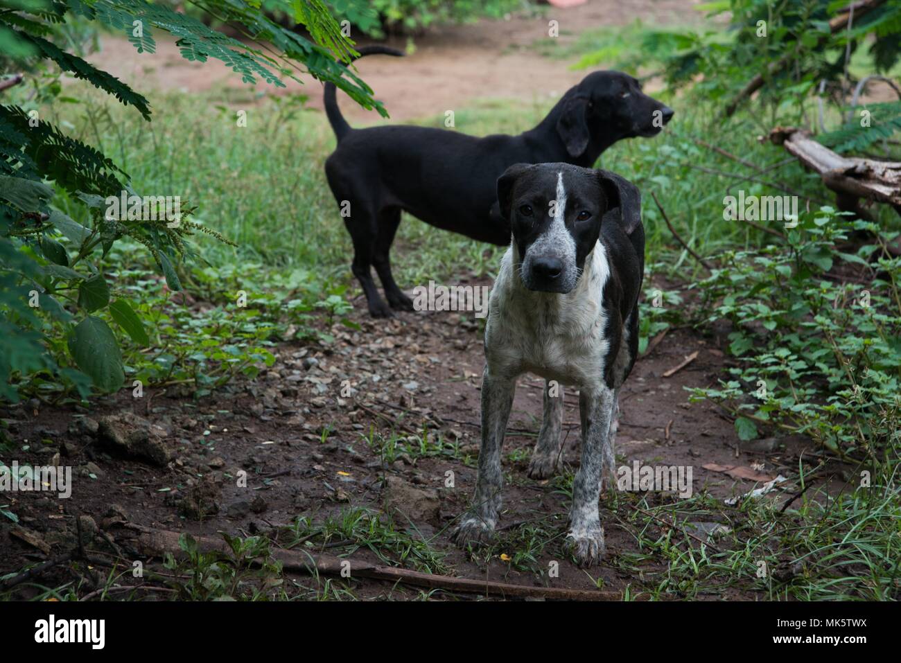 GUAYAMA, Puerto Rico - Uno de los más de 690 perros rescatados en la Canita  Santuario de la Divina Misericordia, un refugio de animales se encuentra  aquí. Fundada por el capitán retirado
