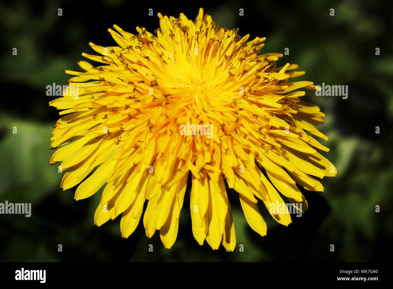 Flores de color amarillo brillante con bellos pétalos en primavera, verano Foto de stock