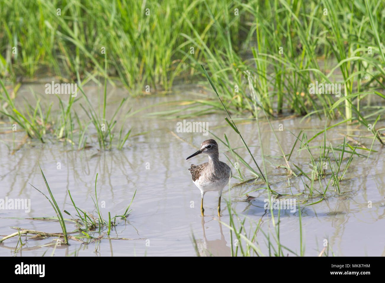 Wood Sandpiper (Tringa glareola). Caminar en una piscina de agua dulce superficial después de las lluvias recientes. Invierno, visitante de no-cría Cría sub-ártica Foto de stock