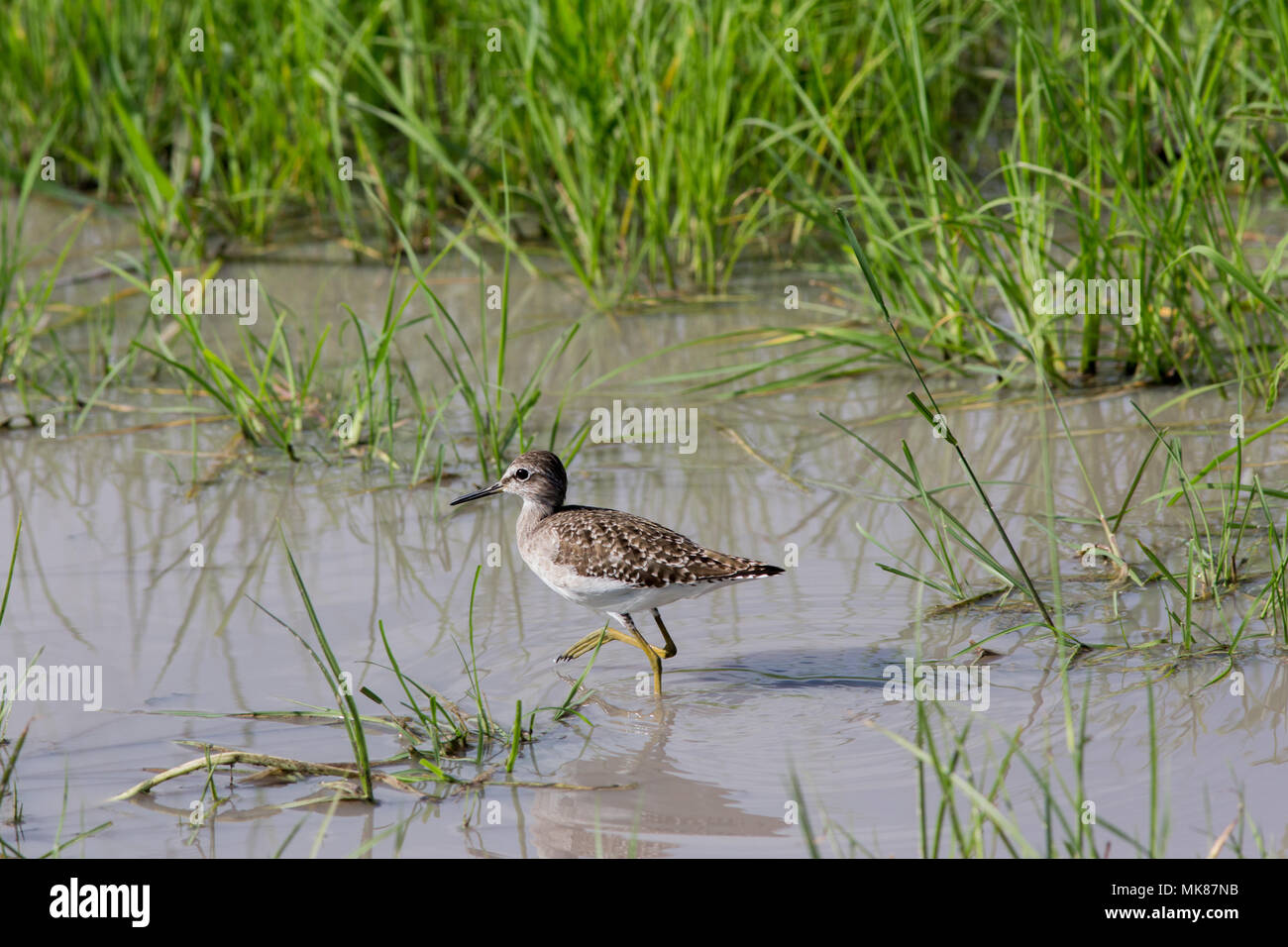 Wood Sandpiper (Tringa glareola). Caminar en una piscina de agua dulce superficial después de las lluvias recientes. Invierno, un visitante de cría ​non de cría sub-ártica Foto de stock