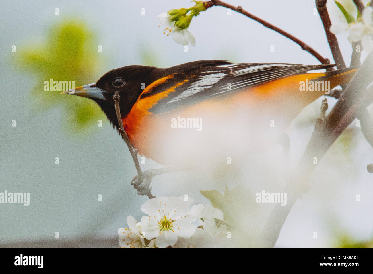 Un Baltimore oriole seaarching Cherry Blossoms para una comida. Foto de stock