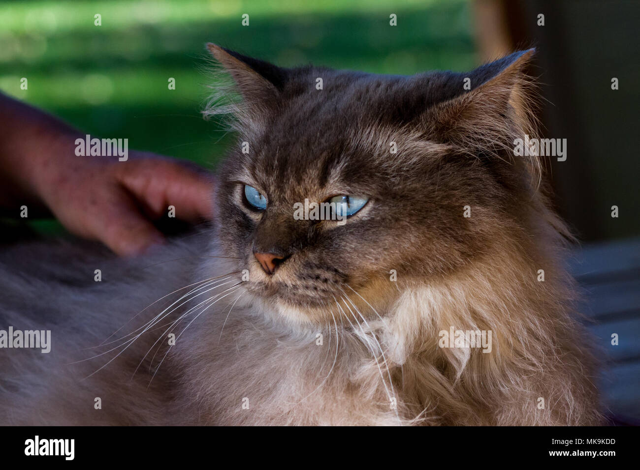 Chantilly tiffany cat en el jardín Foto de stock
