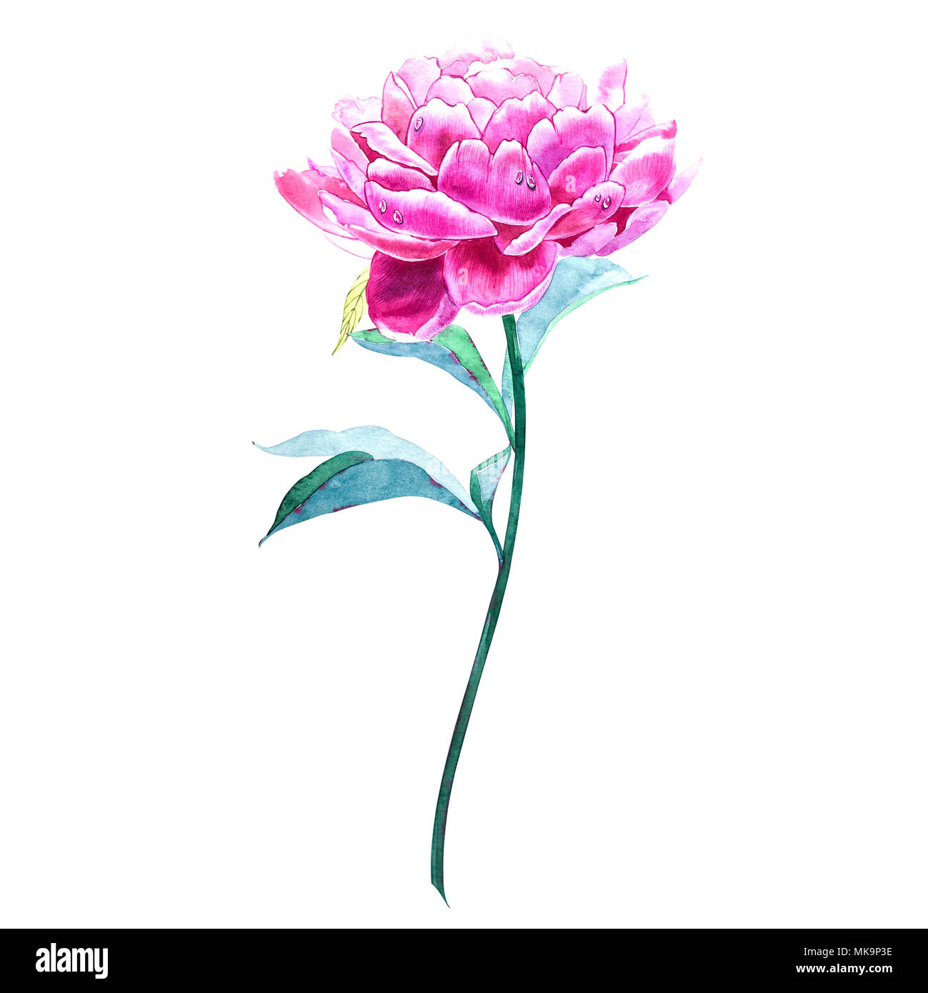 Establecer elementos de acuarela rosa peonías. Colección de flores del  jardín. Ilustración acuarela peony aislado sobre fondo blanco Fotografía de  stock - Alamy