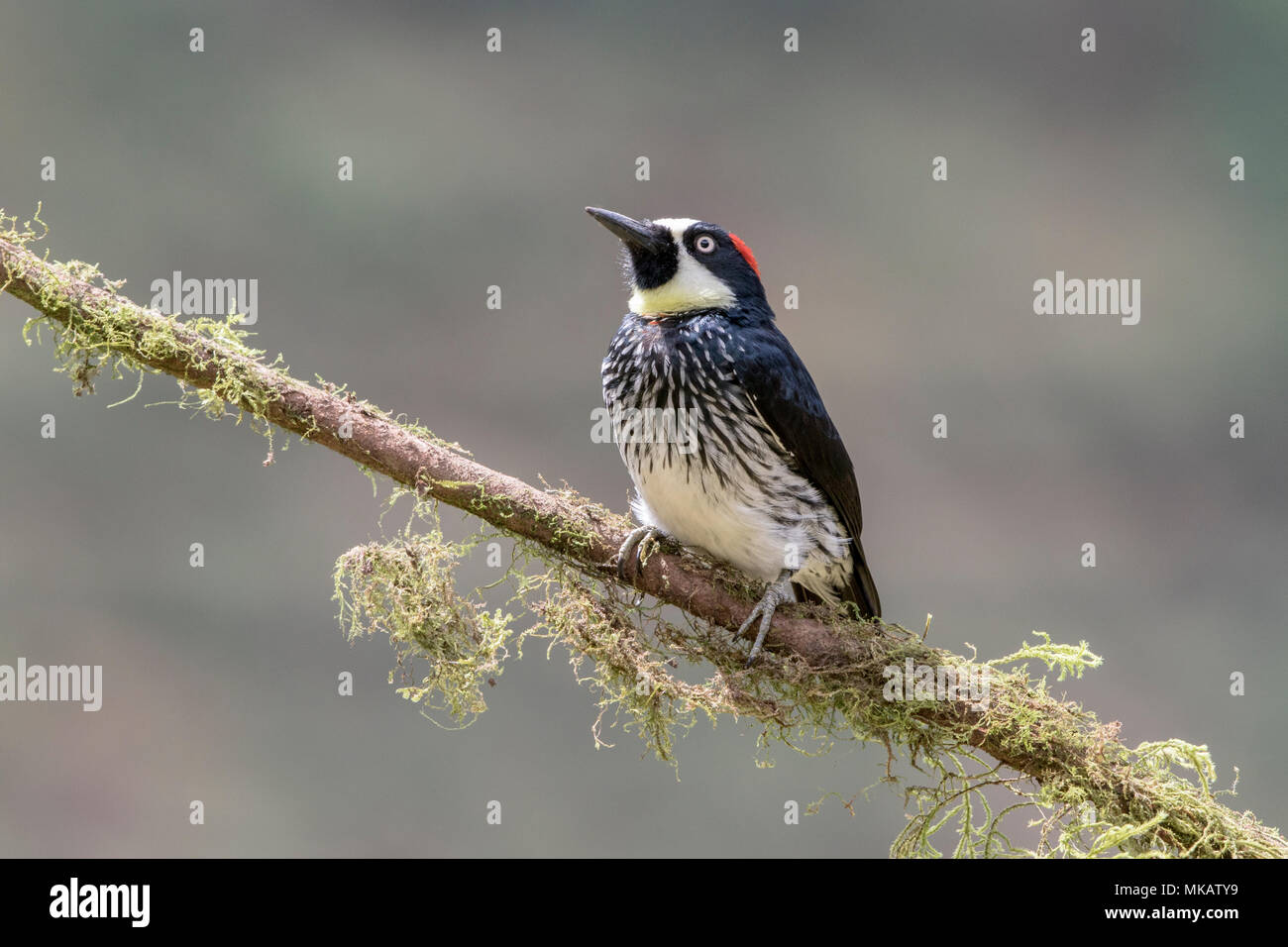 Acorn woodpecker Melanerpes formicivorus adulto posado en la rama cubiertas de musgo, Costa Rica Foto de stock