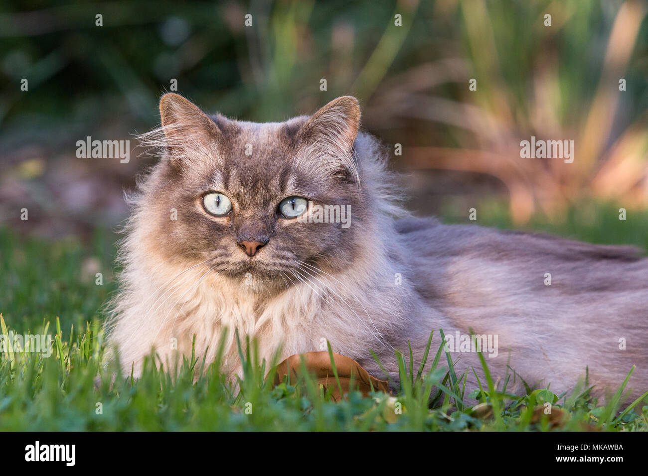 Chantilly tiffany cat en el jardín Foto de stock
