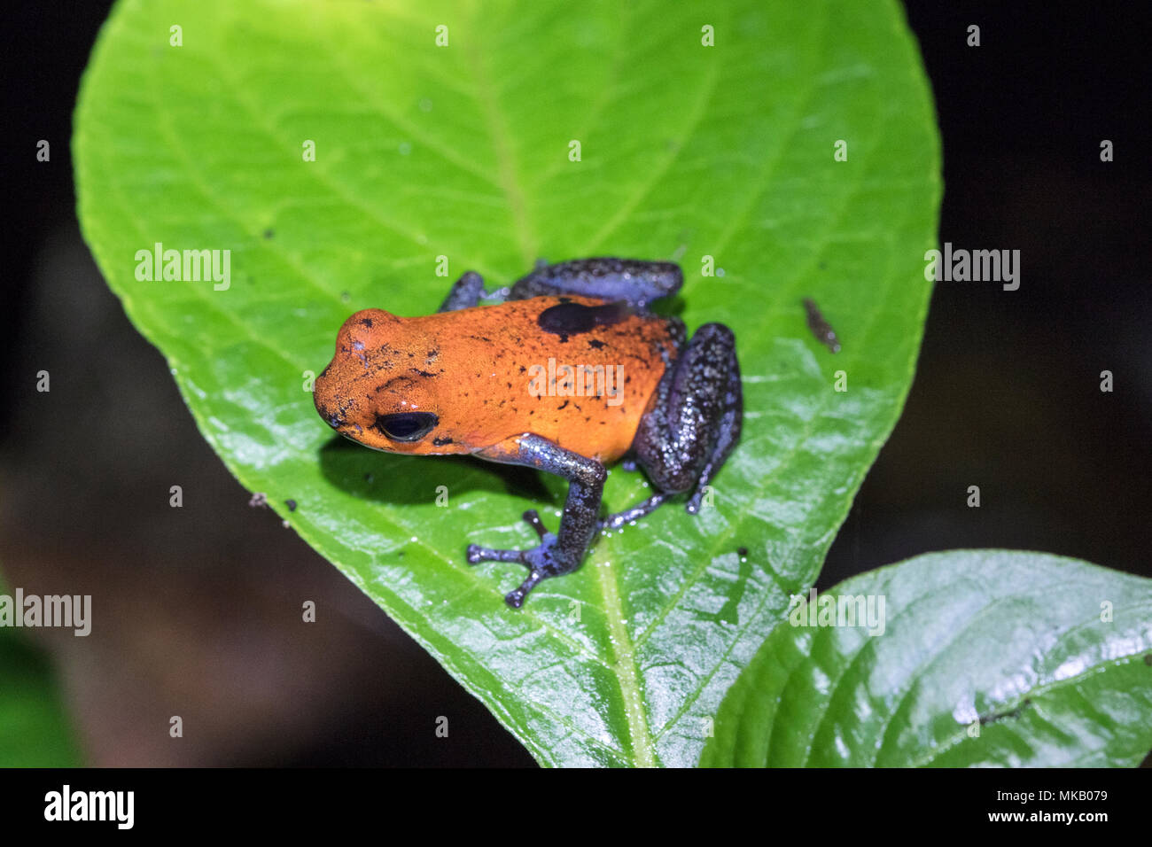 Strawberry poison dart frog Oophaga pumilio adulto con tadpole sobre su espalda apoyada en la hoja del bosque lluvioso en Costa Rica Foto de stock