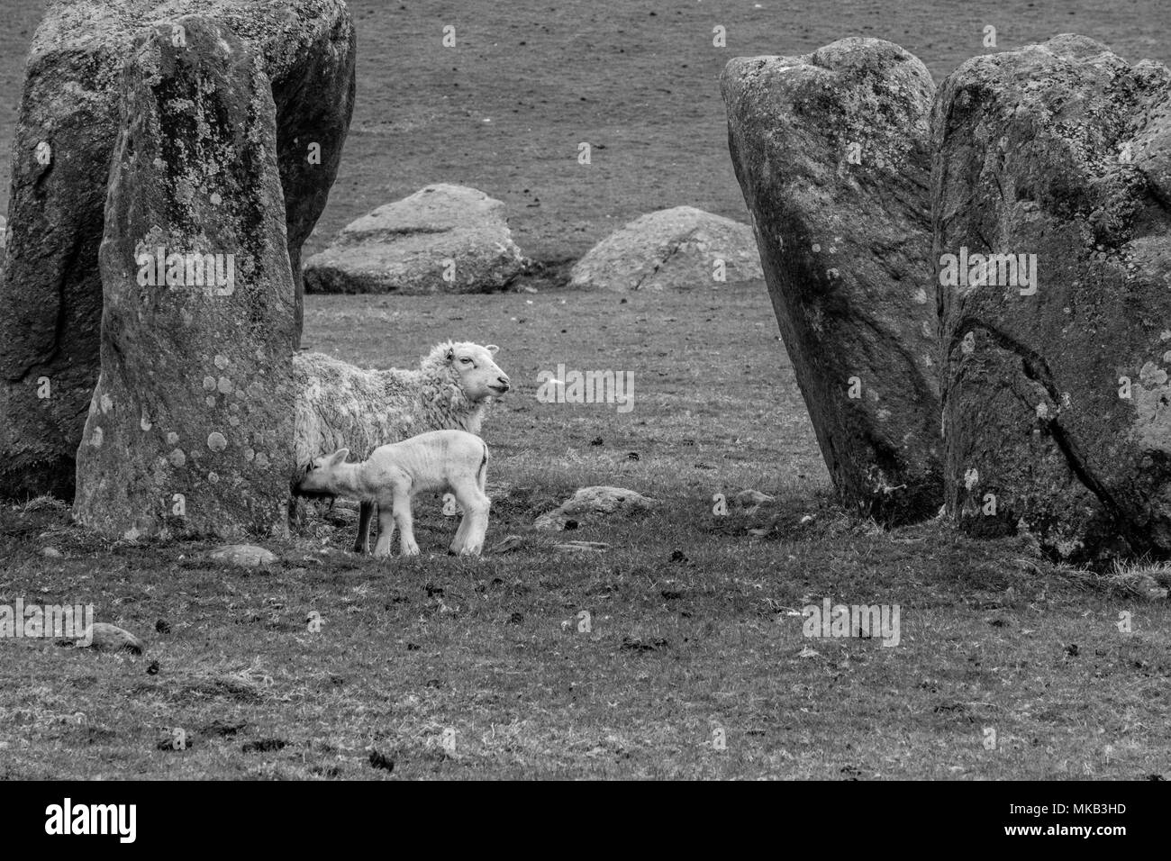 Swinside Stone Circle, cerca del Puente de Duddon, Lake District, Cumbria Foto de stock