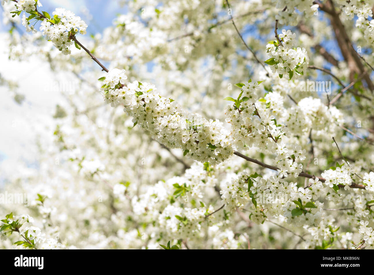 Primavera flor de una cereza agria meadow Foto de stock